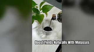 Boost Crop Yields and Feed Efficiency with Molasses Concentrate